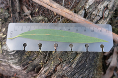 Eucalyptus radiata radiata
