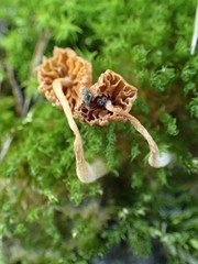 Agaricomycetes