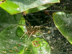 Dendrolycosa