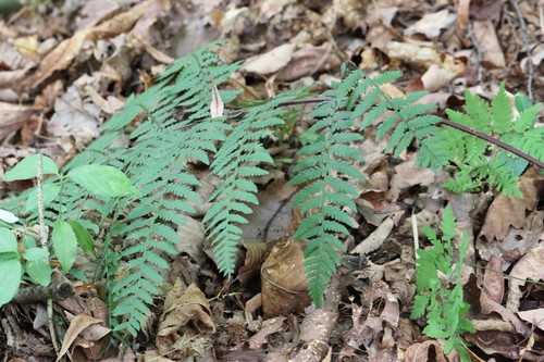 Athyrium rubripes (Athyrium rubripes)