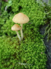 Agaricomycetes