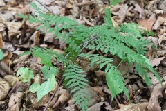 Athyrium rubripes