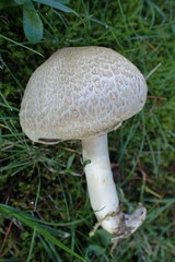 Agaricomycetes
