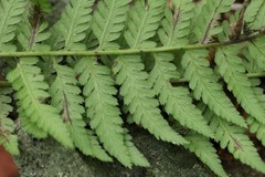 Athyrium rubripes