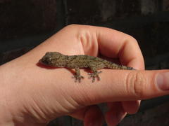 Chondrodactylus bibronii