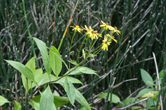 Senecio nemorensis
