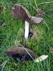 Agaricomycetes