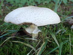 Agaricomycetes