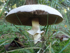 Agaricomycetes