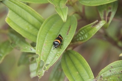 Cosmoscarta abdominalis
