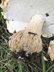 Boletus nobilissimus