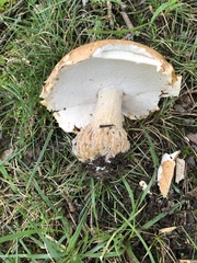 Boletus nobilissimus