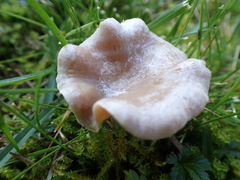 Agaricomycetes