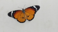 Danaus chrysippus