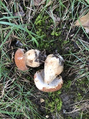Boletus nobilissimus