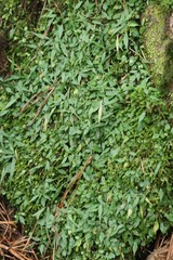 Asplenium ruprechtii
