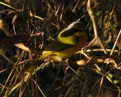 Telophorus sulfureopectus similis
