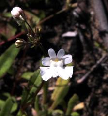 Nemesia affinis