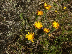 Oedera capensis
