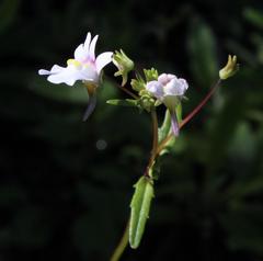 Nemesia affinis