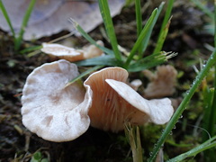 Agaricomycetes