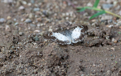 Antigonus emorsa
