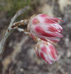 Syncarpha canescens tricolor