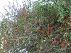 Combretum microphyllum