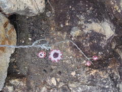 Syncarpha canescens tricolor