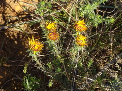 Oedera capensis