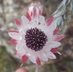 Syncarpha canescens tricolor