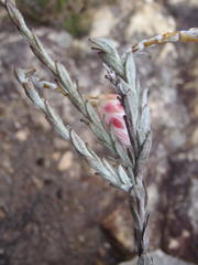 Syncarpha canescens tricolor