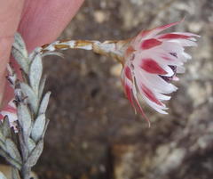 Syncarpha canescens tricolor