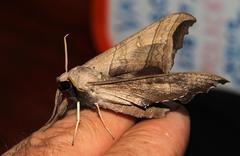 Polyptychoides grayii