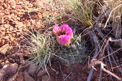 Sclerocactus