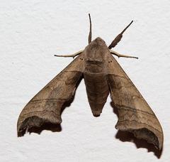 Polyptychoides grayii