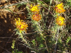 Oedera capensis