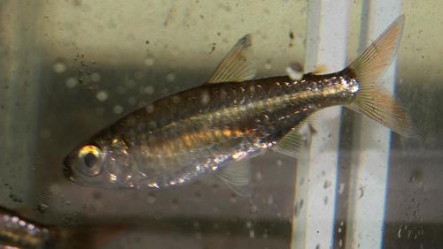 Sharptooth tetra (Micralestes acutidens) — Alestidae — 3