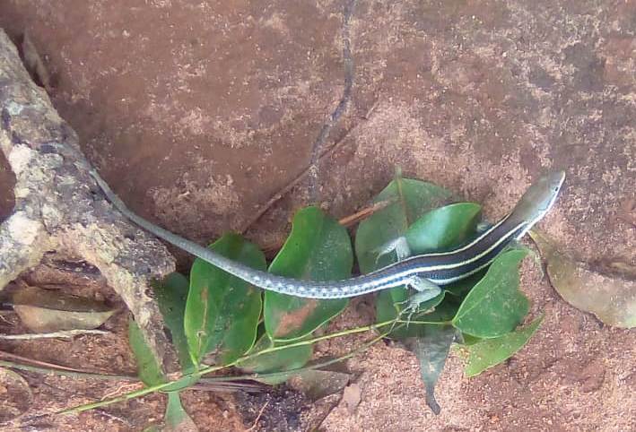 Keelbelly Ground Lizard