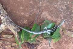 Keelbelly Ground Lizard photo 1