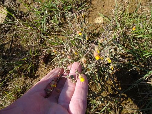 Image of Hermannia cuneifolia by (c) Shaun Swanepoel, some rights reserved (CC BY)
