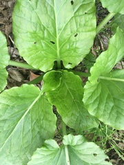 Tracheophyta