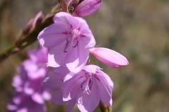 Watsonia marginata