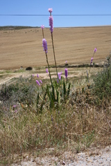 Watsonia marginata