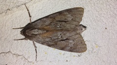 Lapara coniferarum
