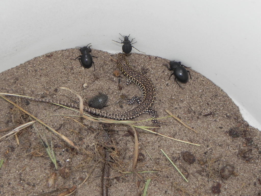 Yellow-throated Plated Lizard