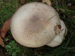 Agaricomycetes