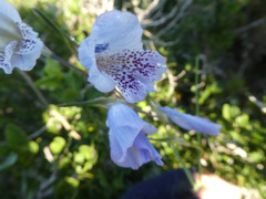 Gladiolus caeruleus