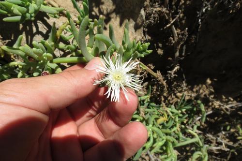 Mesembryanthemum rhizophorum