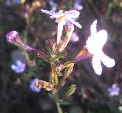 Chaenostoma glabratum